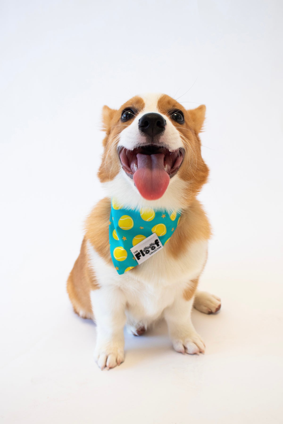 Everyday Fetch Bandana