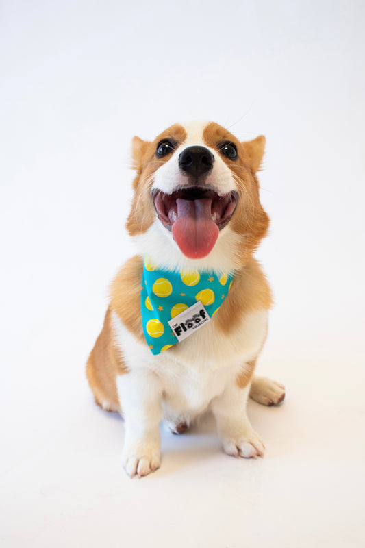 Everyday Fetch Bandana