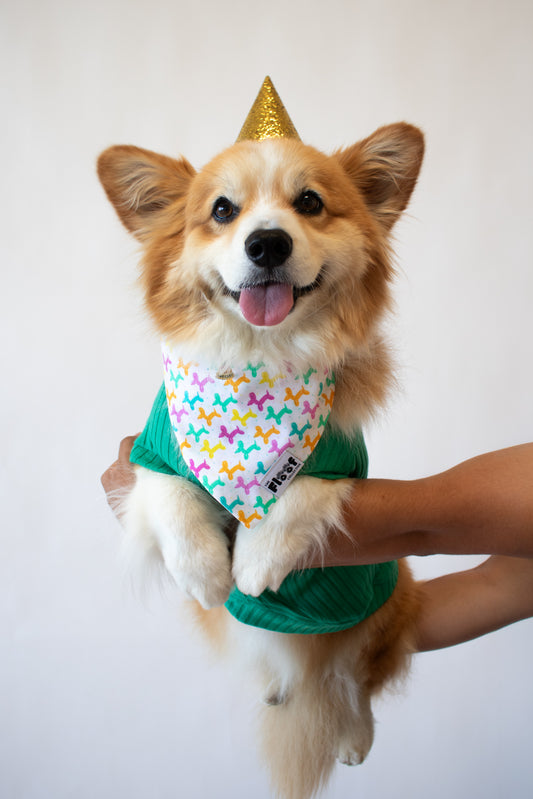 Let's Pawty Sweater, Bandana, & Charm Bundle